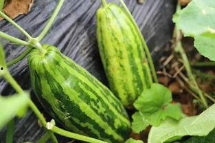 网红吃瓜颜色代表什么意思,色彩背后的秘密与象征意义