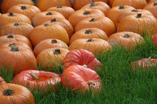 网红吃瓜颜色代表什么意思,色彩背后的秘密与象征意义