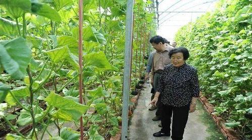 香港网红吃瓜事件是真的吗,香港网红吃瓜事件真相揭秘