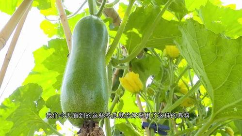 广东网红吃瓜事件,揭秘网络舆论的风暴与真相