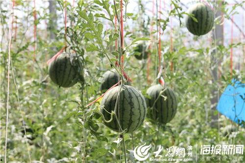 茂名网红吃瓜事件视频,一场网络狂欢背后的真相揭秘