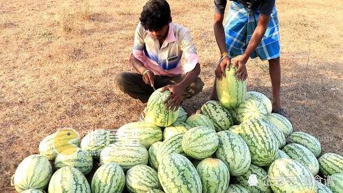 718sx社会瓜吃瓜网,揭秘网络热议背后的真相与笑料