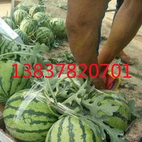 718sx社会瓜吃瓜网,揭秘网络热议背后的真相与笑料