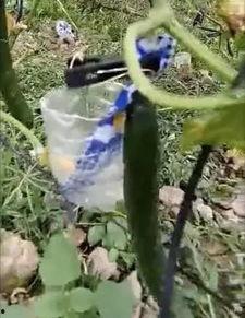 务川网红吃瓜事件真相,真相背后的网络舆论风暴