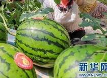 靖边网红吃瓜是谁啊最新消息,最新进展揭秘！”