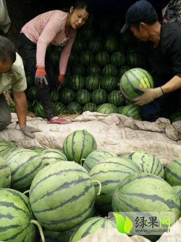 藏族网红吃瓜最新事件,揭秘幕后真相与网友热议