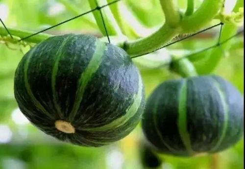 网红吃瓜扣扣qq