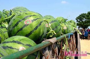 吃瓜网ccgg 销售,瓜友争相抢购