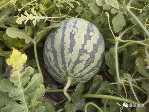 金手指吃瓜网,揭秘娱乐圈幕后故事，带你领略明星真实生活