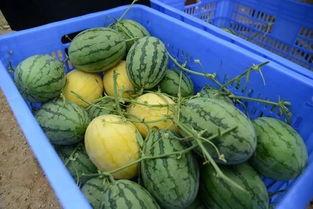 微信吃网红瓜群,网红瓜子的狂欢盛宴