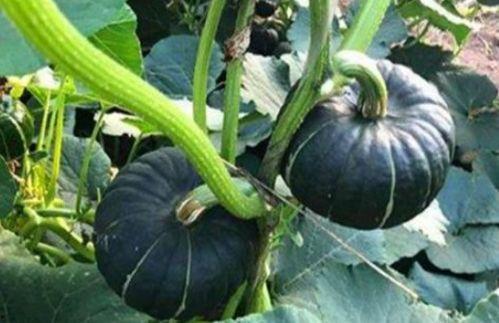 木子李小阿姨吃瓜网,娱乐圈幕后故事大曝光