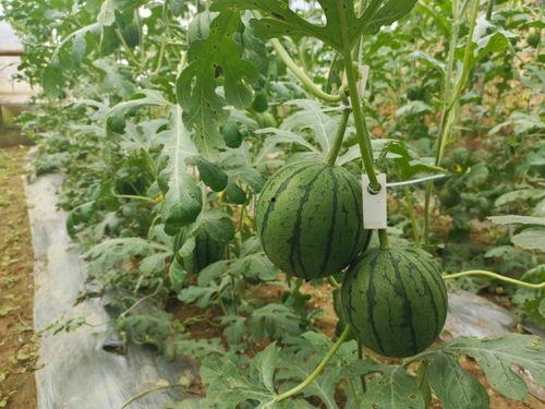 5.1吃瓜网,揭秘娱乐圈热点事件，带你畅游八卦海洋