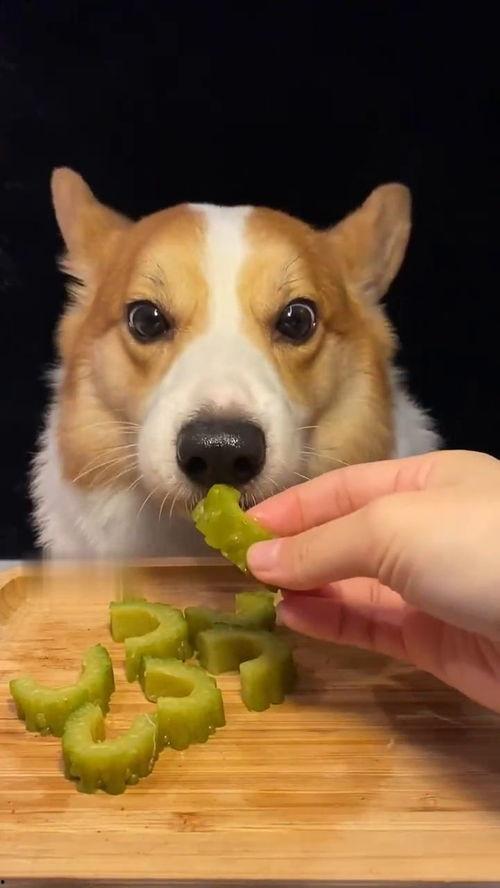 网红狗子张悦吃瓜,吃瓜界的“小达人”