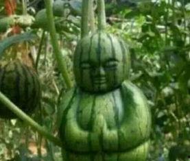 武都网红 吃瓜事件真相,真相背后的网络舆论风暴