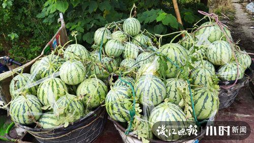 武都吃瓜网红是谁啊视频,武都吃瓜网红是谁？视频带你一探究竟