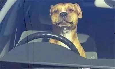 网红小狗的烦心事黑料吃瓜,揭秘背后的黑料与吃瓜真相