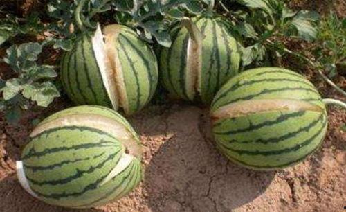 莱阳网红吃瓜事件真相,真相背后的网络狂欢与反思