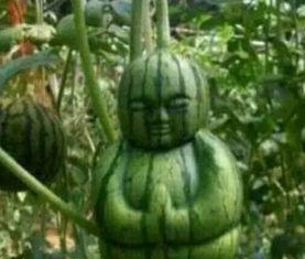 洛杉矶网红吃瓜事件真相,揭秘背后真相与争议