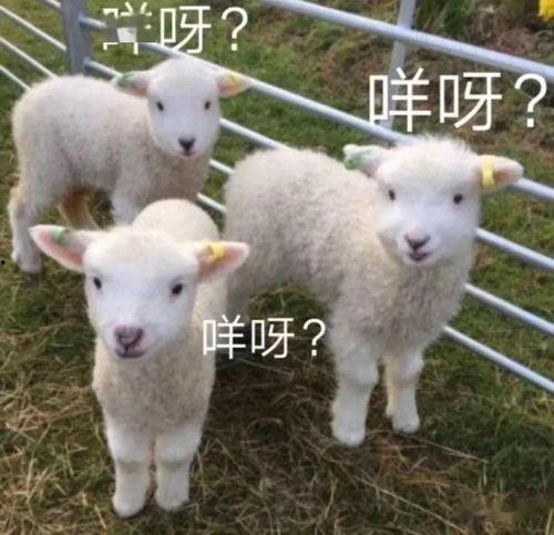 网红小羊吃瓜群微博号,揭秘娱乐圈幕后故事，带你领略网络红人魅力”