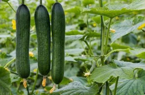 吃瓜料网地址朝阳,揭秘本地新鲜资讯热点