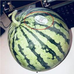 网红出海吃瓜,跨国娱乐圈的幕后风云