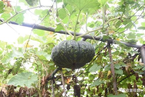 落地视频吃瓜网,带你走进网络八卦世界的幕后