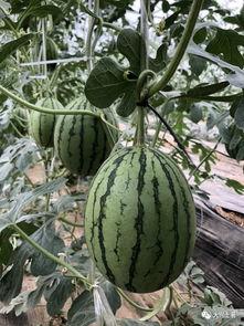 最新的网红吃瓜网站大全,揭秘热门平台，畅享娱乐盛宴