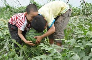 成县吃瓜网红事件真相是真的吗,真相揭秘，还原事件始末