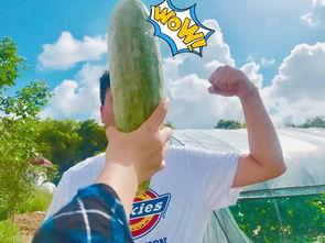 网红吃瓜爆料合集,娱乐圈幕后真相大揭秘