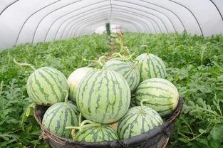 景德镇网红吃瓜群微信,揭秘网络社交圈的趣味与热议