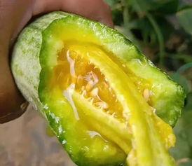 网红最近吃的瓜,揭秘网红们的饮食秘密与幕后故事