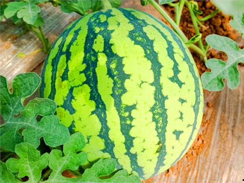 西南航空网课吃瓜,一场吃瓜群众的围观盛宴