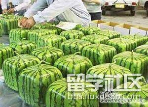 吃瓜频道网,带你领略网络娱乐新风向