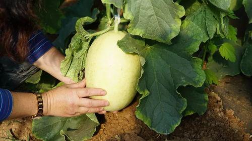 吃瓜网进不去,揭秘背后原因及应对策略