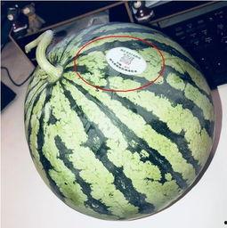 吃瓜网红红桃,吃瓜网红的瓜田奇遇记