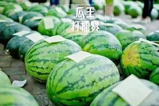 鲁山网红吃瓜比赛,网红吃瓜大赛激情开赛，瓜王争霸一触即发