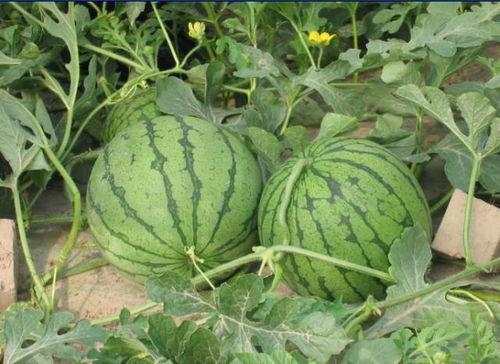 吃瓜网往期回顾