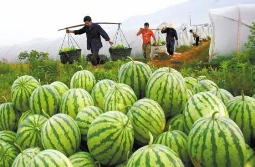 美国吃瓜网,揭秘娱乐圈幕后真相，带你领略不一样的娱乐世界